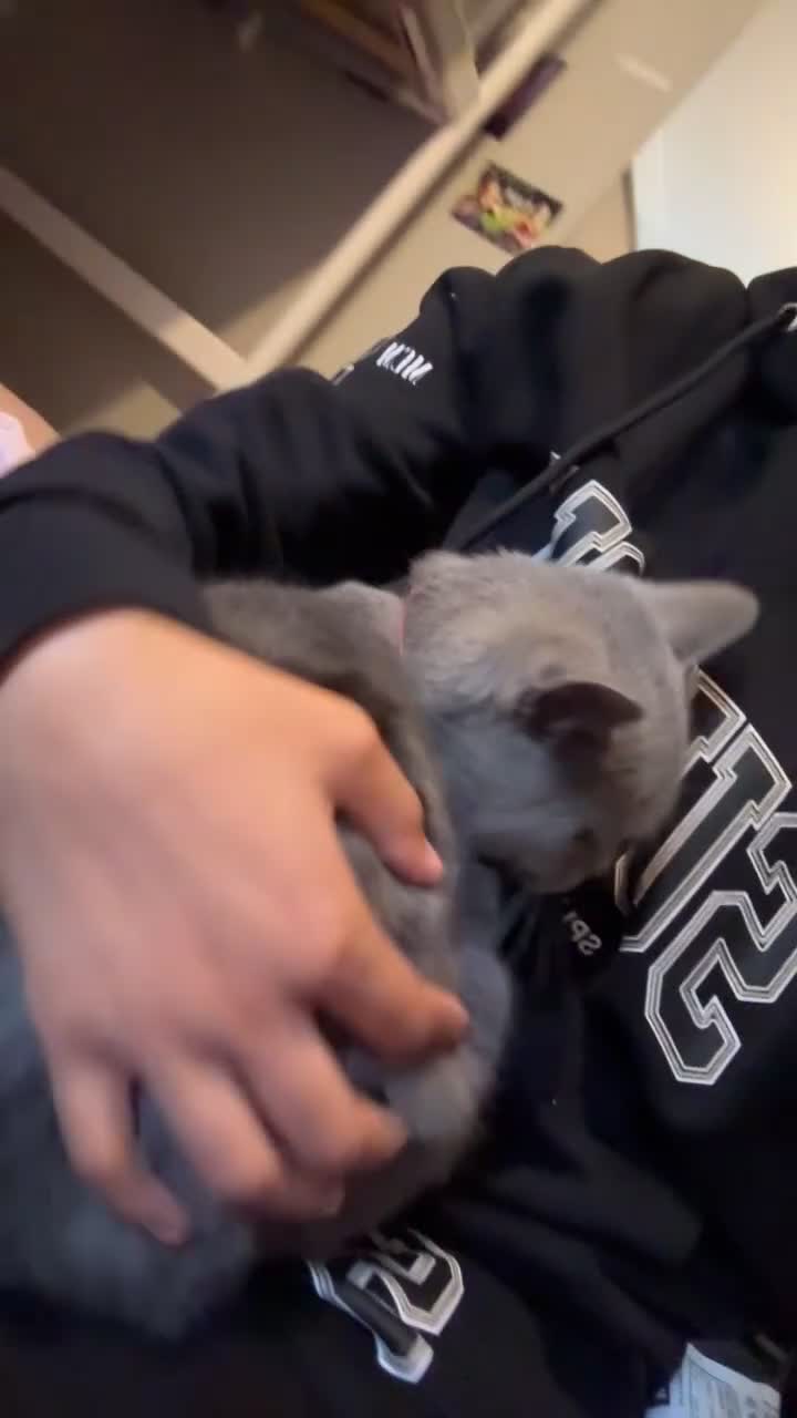 British Shorthair cats for sale: Beautiful British shorthair  - Video 2