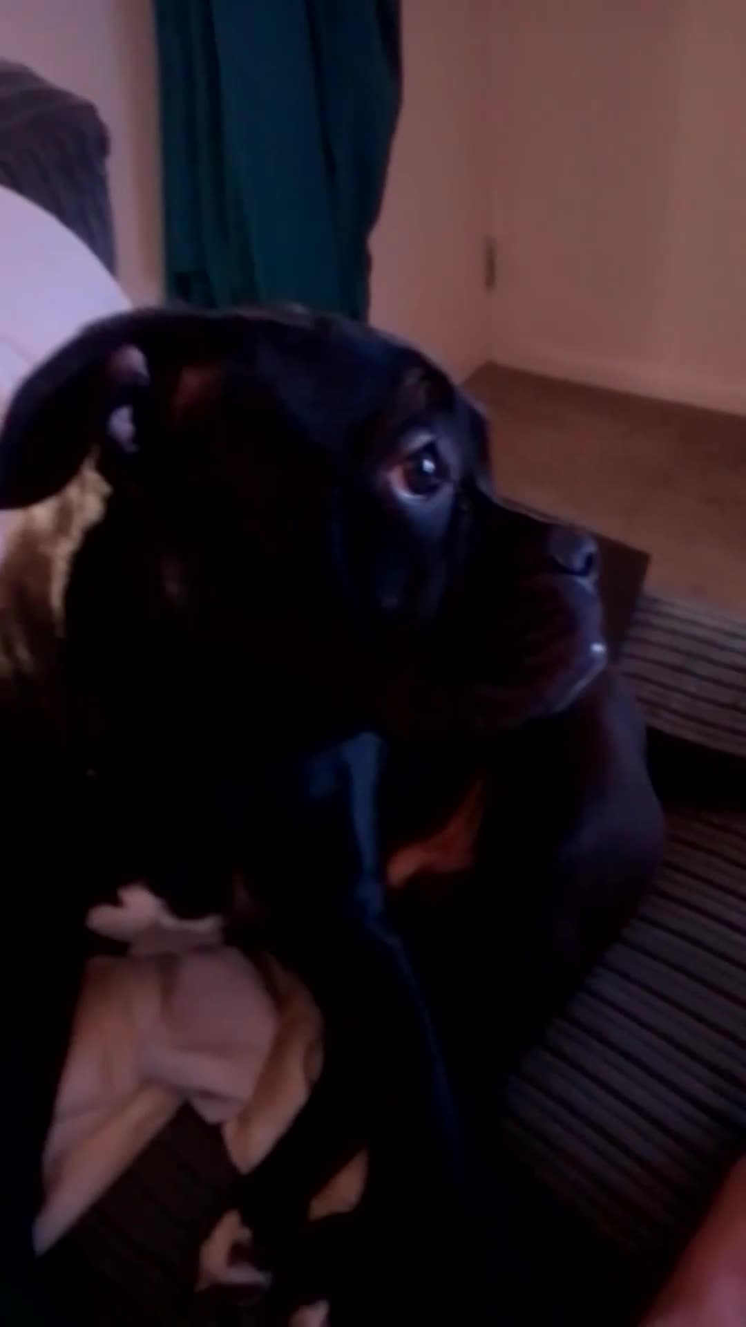 American Bull Staffy dogs for sale: 7 month old pup. - Video 1