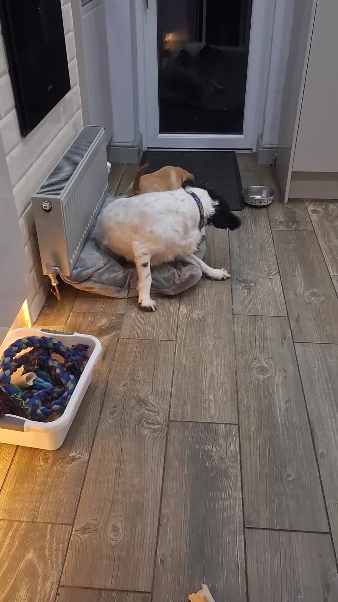 Labrador Retriever dogs for sale: Fox Red Labrador pups - Video 1