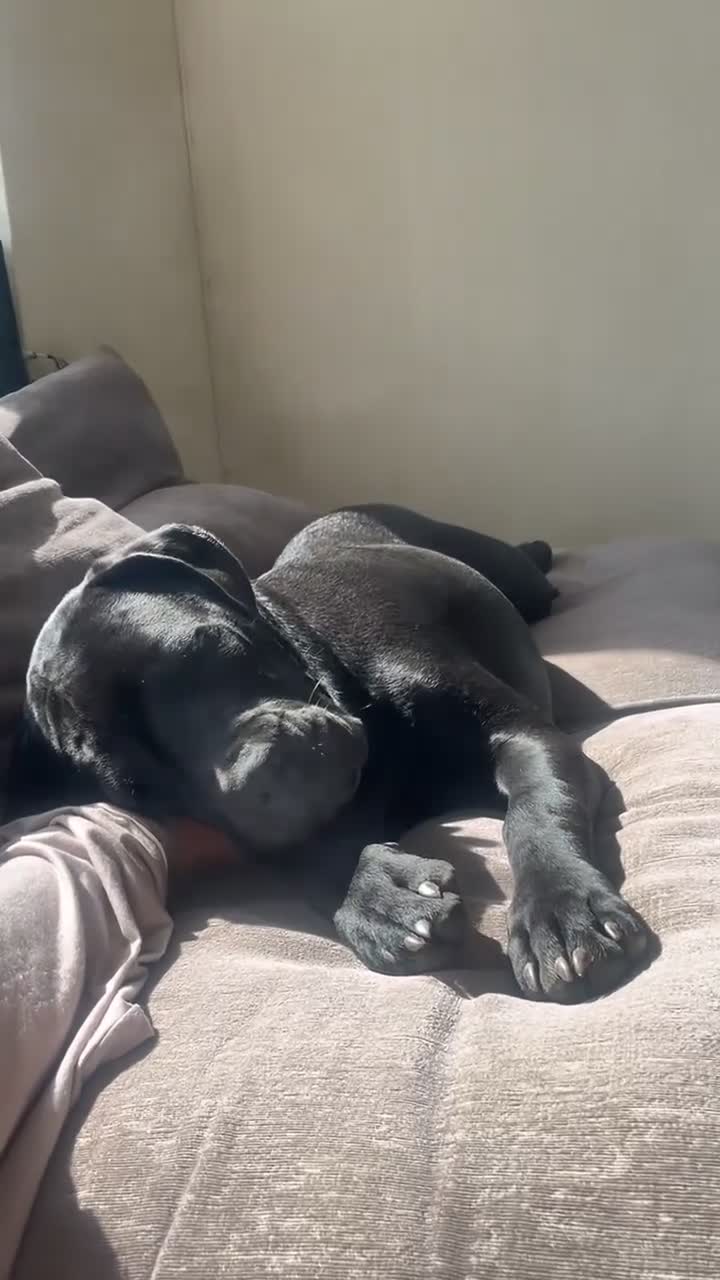 Cane Corso dogs for sale: 1 year old Cane Corso in Launceston - Video 1