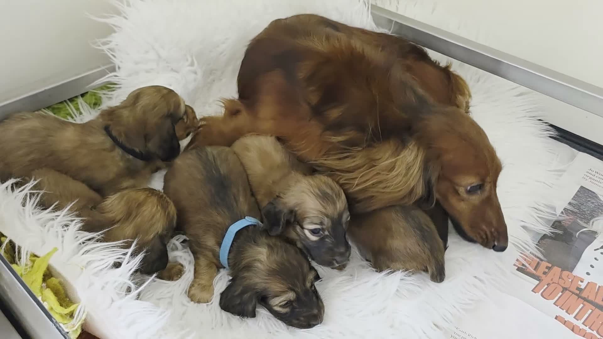 Miniature Dachshund dogs for sale: STUNNING KC SHADED RED LONG HAIR - Video 1