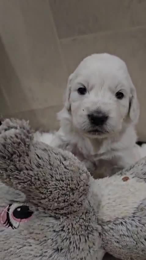 Golden Retriever dogs for sale: 🌟Beautiful Golden Retriver puppies 🐾 - Video 4