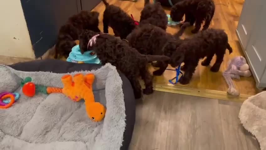 Cockapoo dogs for sale: Chocolate Cockapoo Puppies - PRICE REDUCED - Video 3