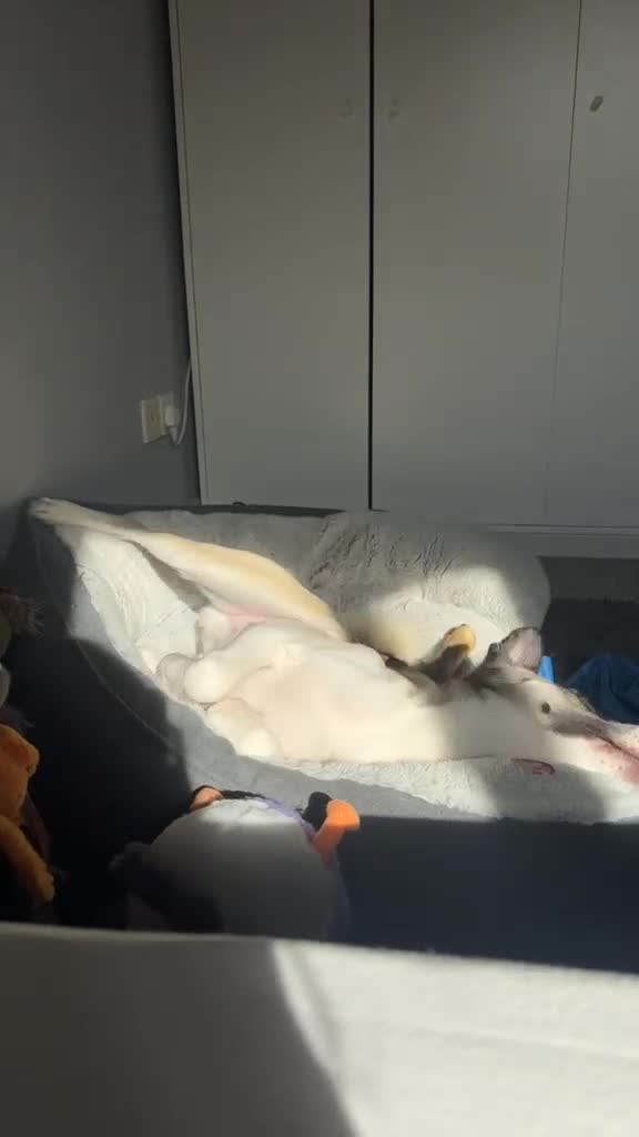 Mixed Breed dogs for adoption: ❤️🐾TITTO  THIS TIME, HIS HOME MUST BE FOREVER🐾❤️ - Video 1