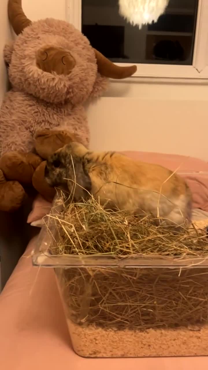 Mini Lop rabbits for sale: Sage  - Video 2