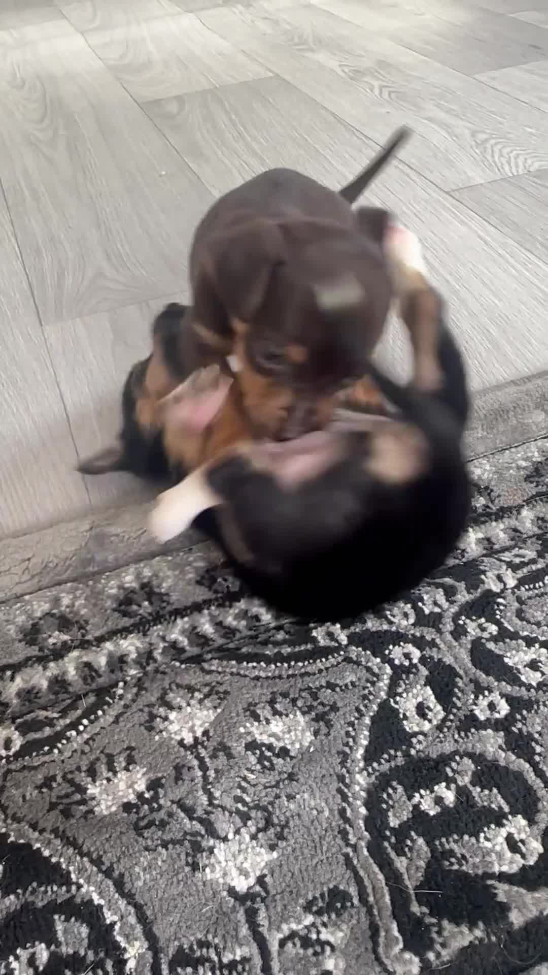 Jack Russell dogs for sale: 4. Beautiful Jack Russell. Pups - Video 1