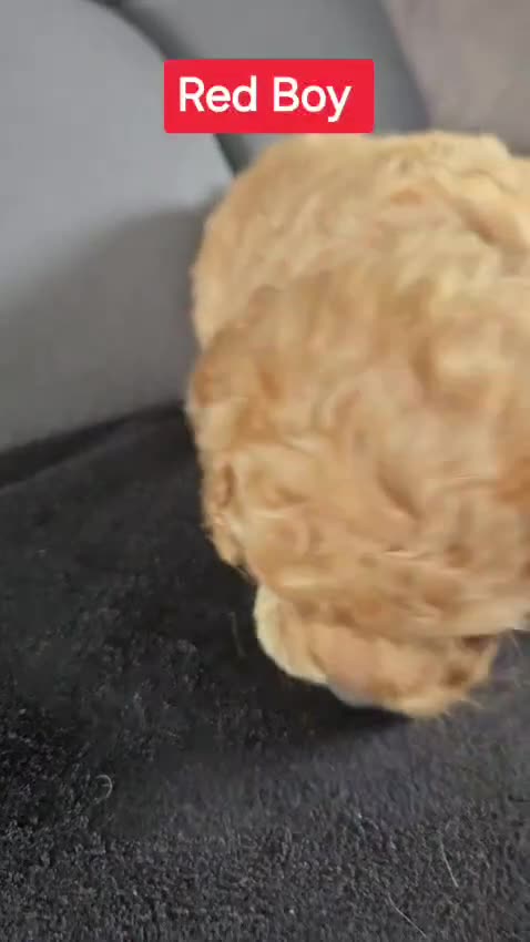 Cockapoo dogs for sale: 2 Gorgeous girls and 1 Handsome boy  in Sheffield - Video 3