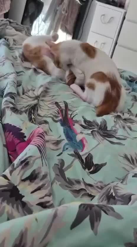 Mixed Breed cats for adoption: HARLEY & BOB BONDED BOYS 4M NEUTERED -VACCINATED  - Video 3
