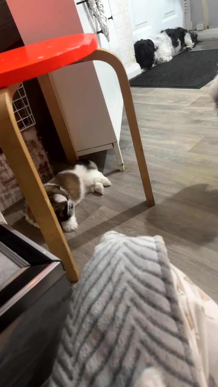 Shih Tzu dogs for sale: 3 beautiful shih tzus for sale  - Video 1