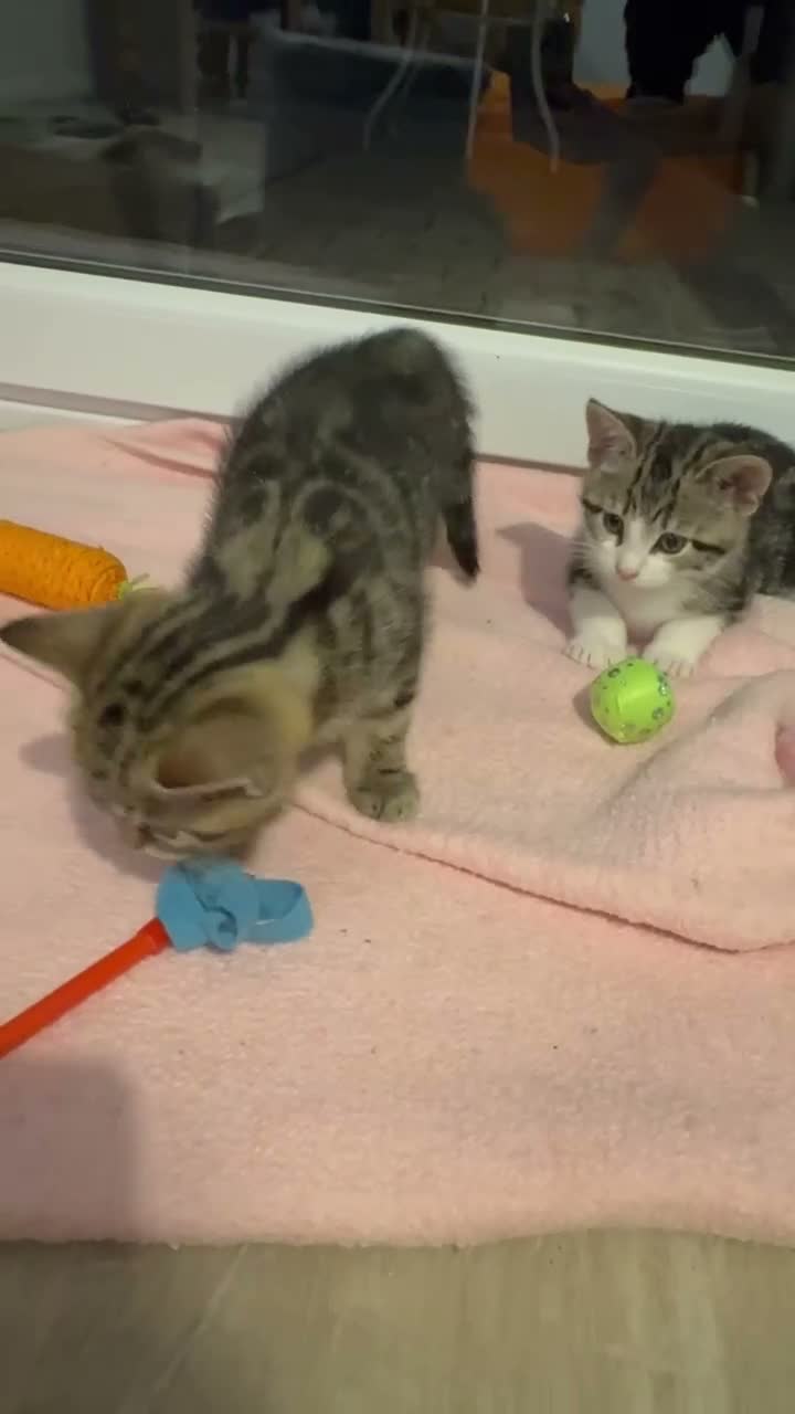 Mixed Breed cats for sale: 2 Gorgeous Female kittens available now  in Horsham - Video 2