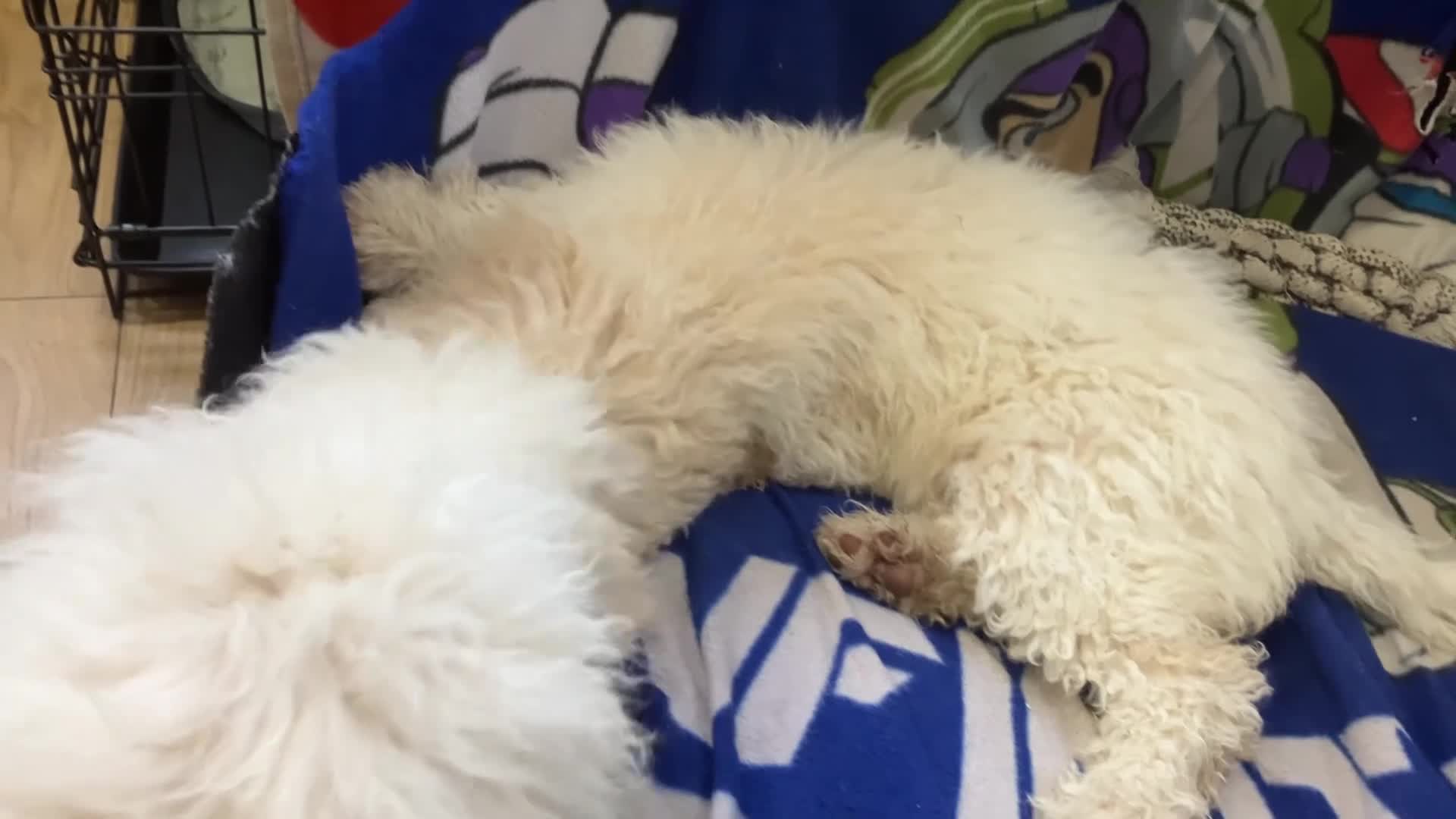 Lagotto Romagnolo dogs for sale: Stunning Litter of Pedigree Lagotto Romagnolo Pups - Video 3