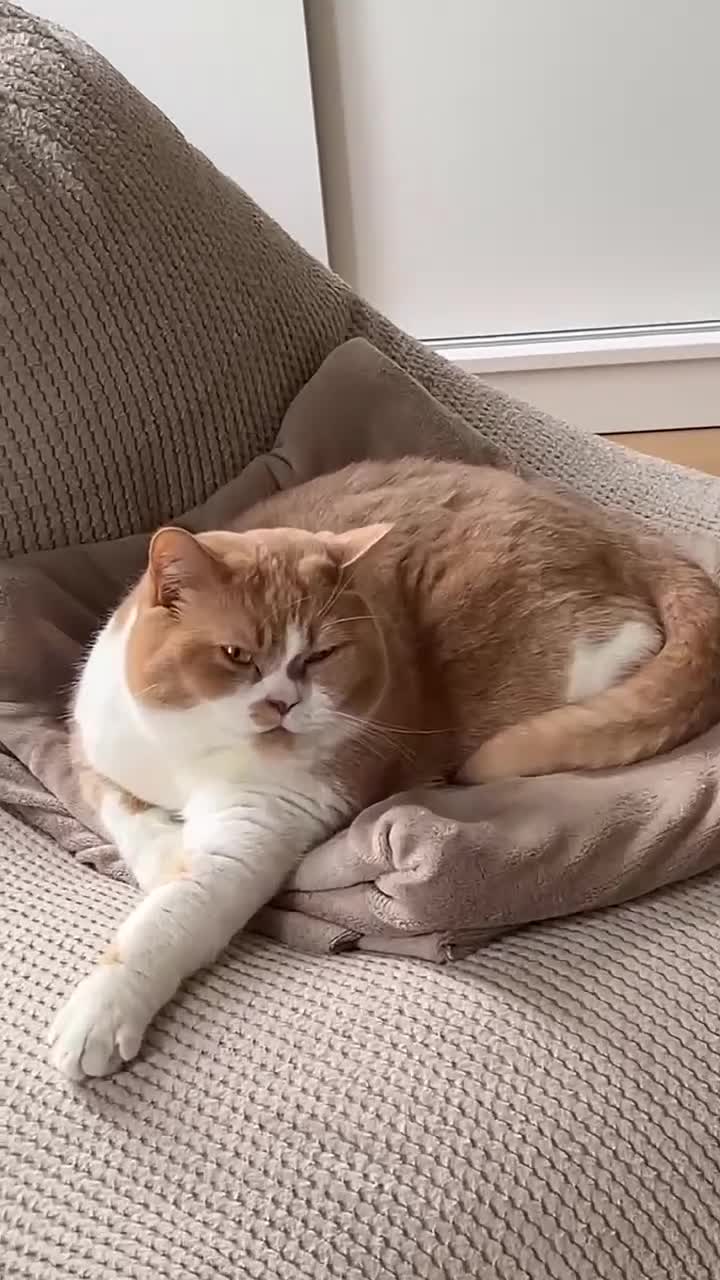 British Shorthair cats for sale: Bonded pair of indoor cats seeking forever home❤️ in Sheffield - Video 5