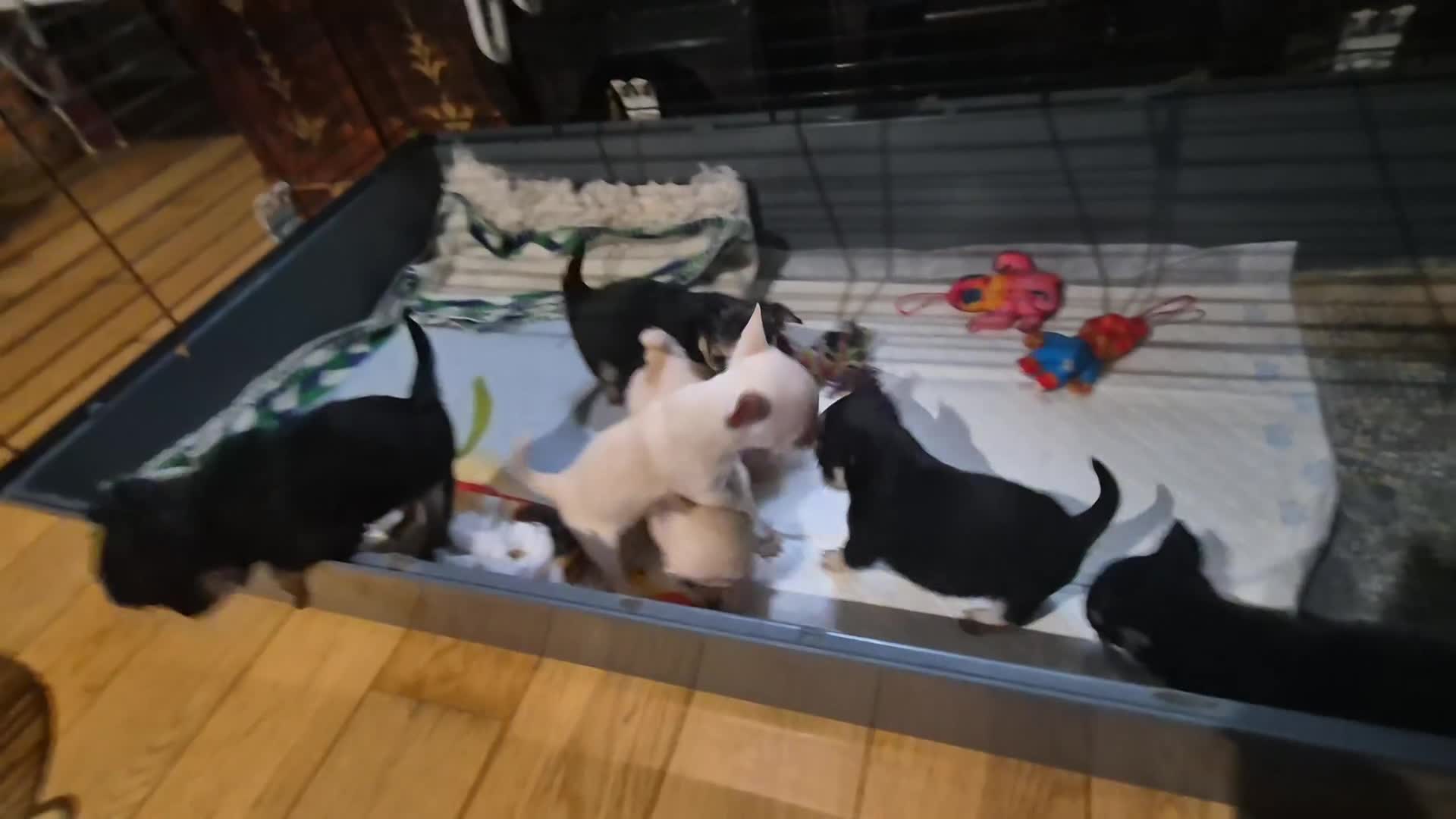 Chihuahua dogs for sale: Chihuahua puppies  - Video 1