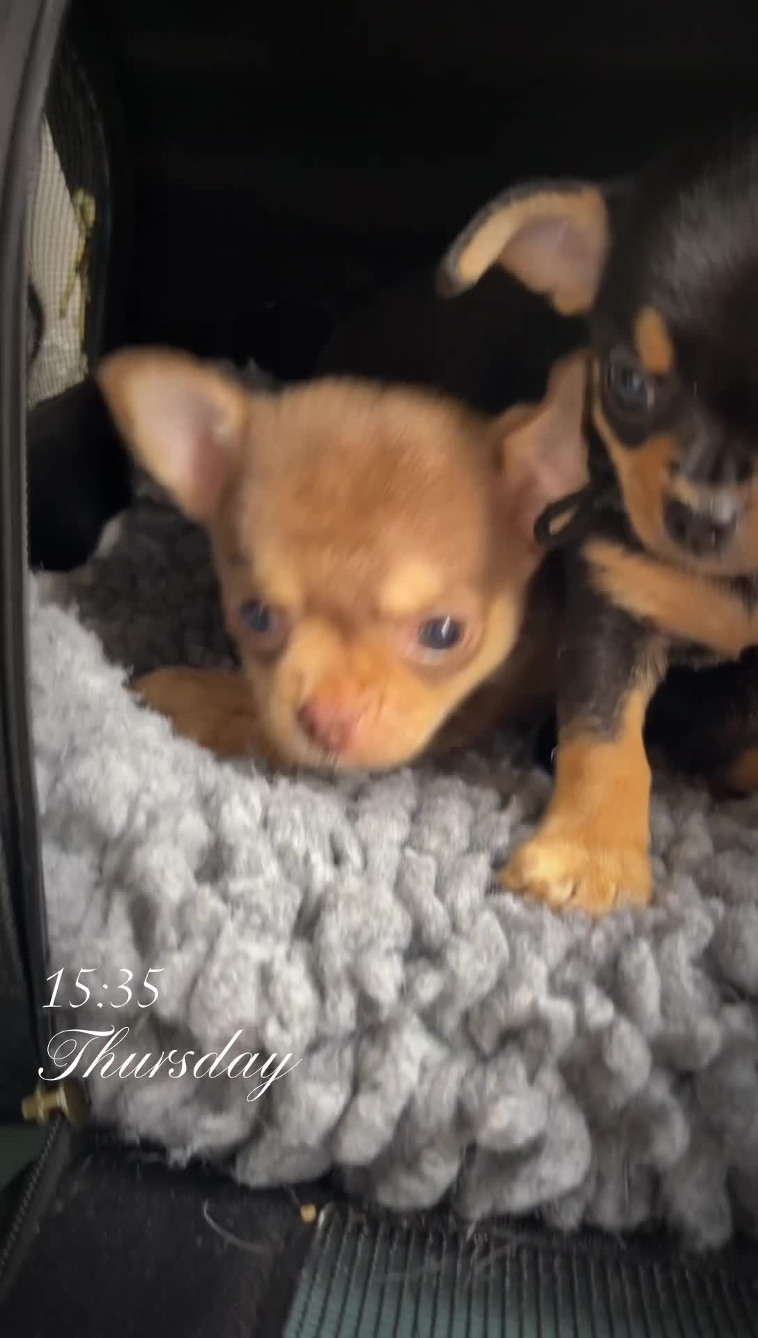 Chihuahua dogs for sale: Forever 🏡 ready KC 🇬🇧 chihuahua puppies - Video 1