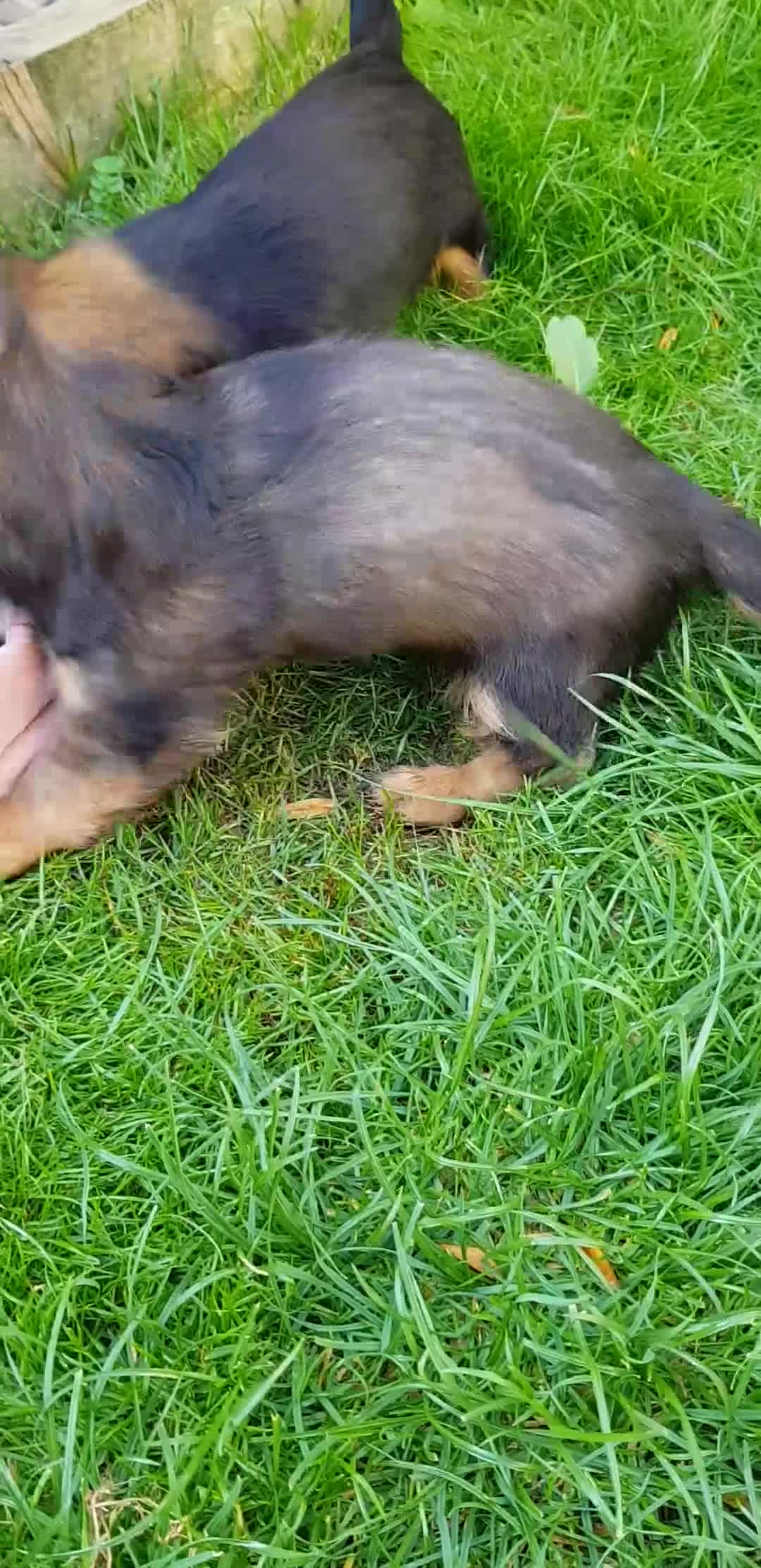Miniature Dachshund dogs for sale: Miniature longhaired Dashchounds  - Video 3