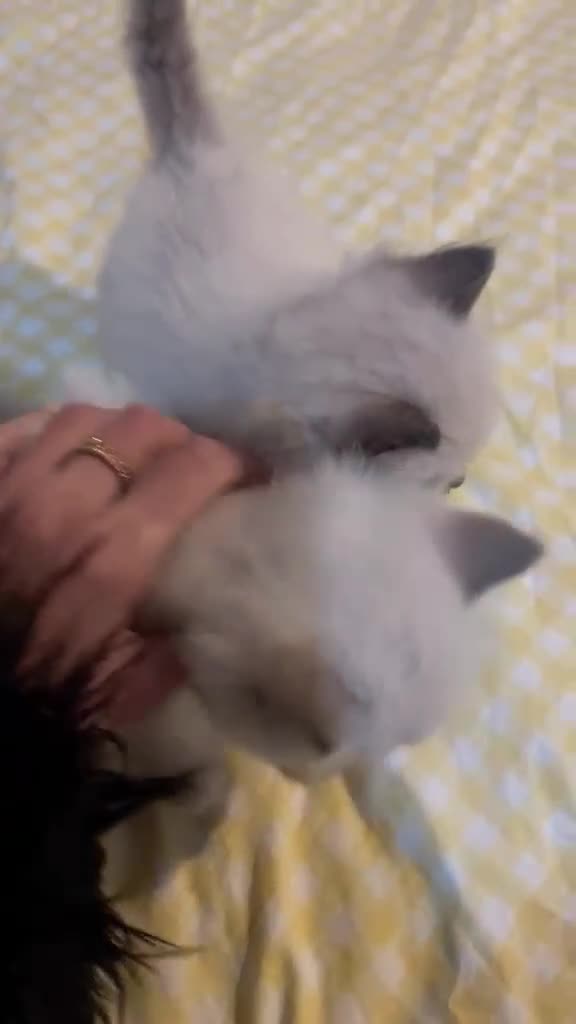 Ragdoll cats for sale: Beautiful Ragdoll kittens ready to leave - Video 1