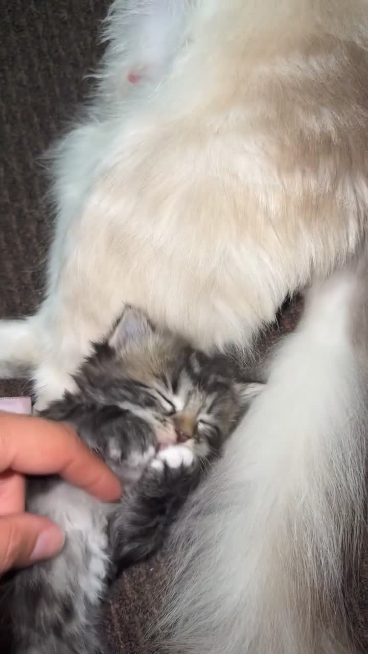 Ragdoll cats for sale: Ragdoll kitten (Girl)  - Video 2