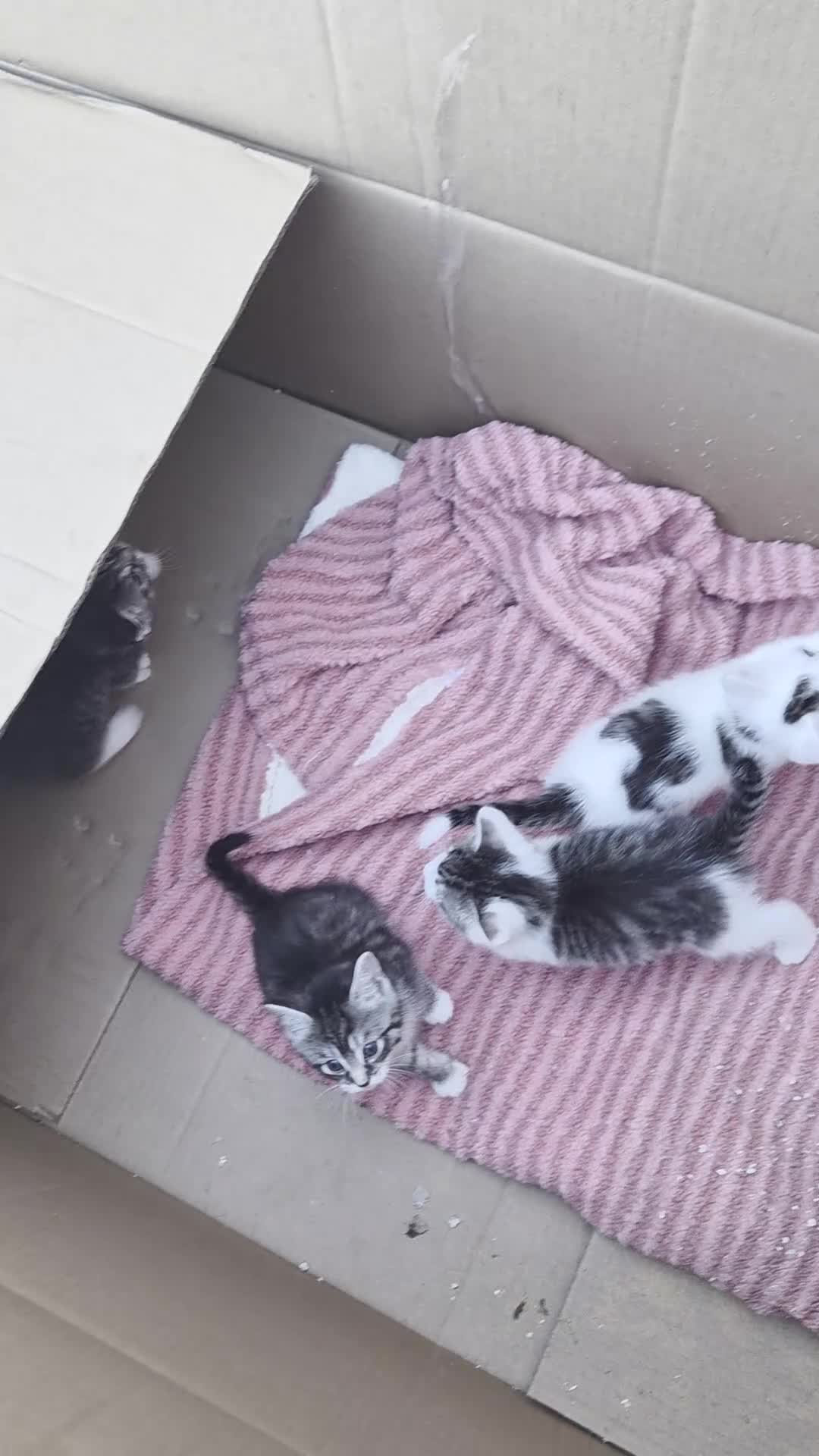 Mixed Breed cats for sale: Mix maincoon - Video 1