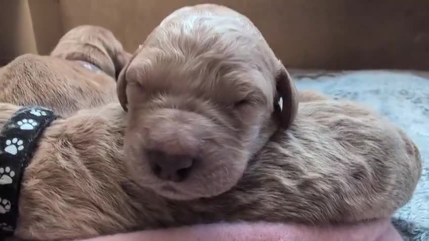 Double Doodle dogs for sale: Beautiful double/golden doodles from family pet - Video 4
