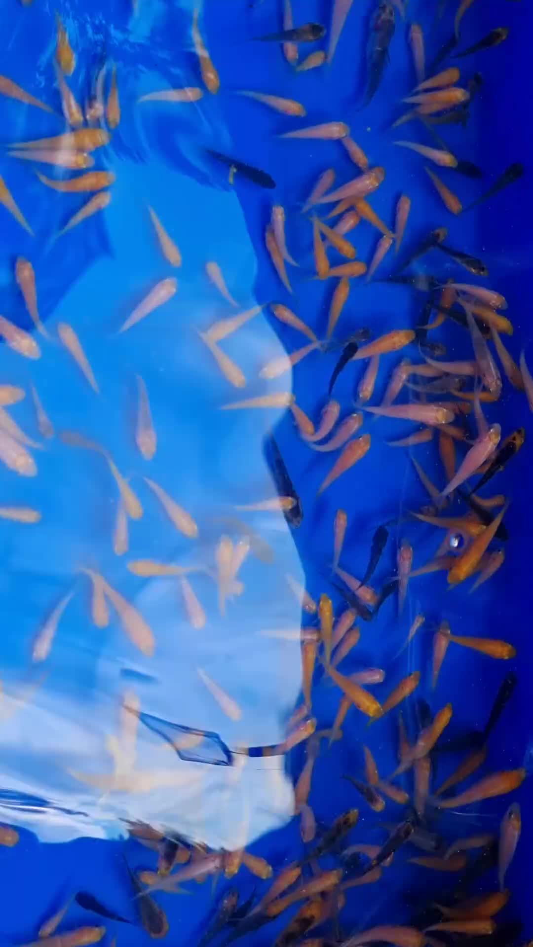 Koi Carp fish for sale: Mixed Koi Carp Fry (1 to 1.5 inch) pond baby fish - Video 1