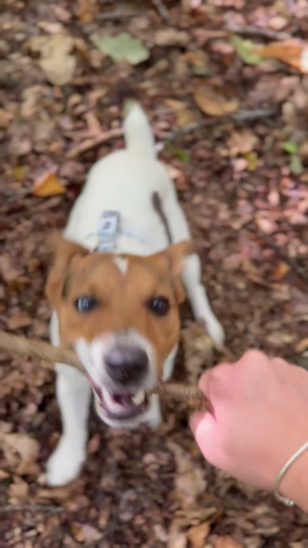 Jack Russell dogs for stud: Jack russell Stud in Salisbury - Video 3