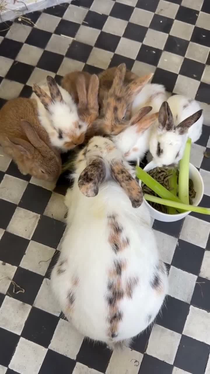Mixed Breed rabbits for sale: Mix breed lion heads for sale in Stoke-on-Trent - Video 1
