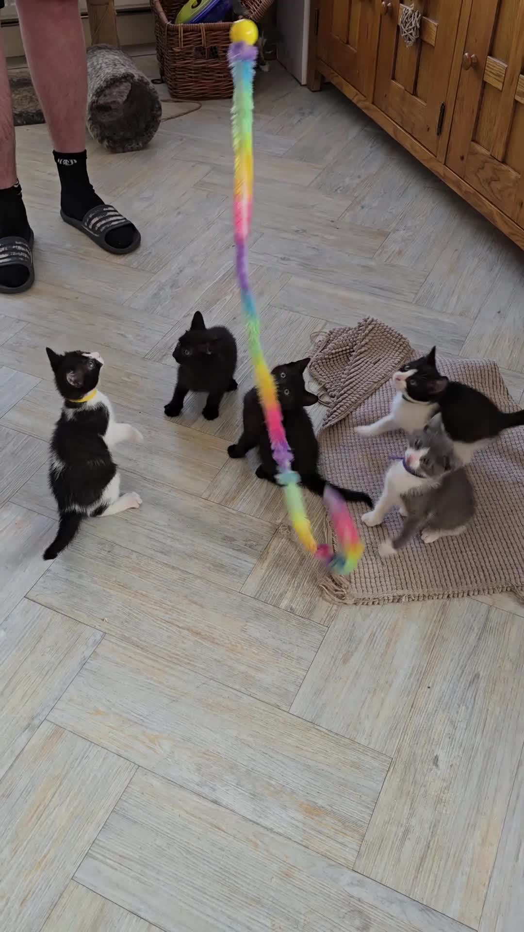 British Shorthair cats for sale: British shorthair kittens - open to offers  - Video 1