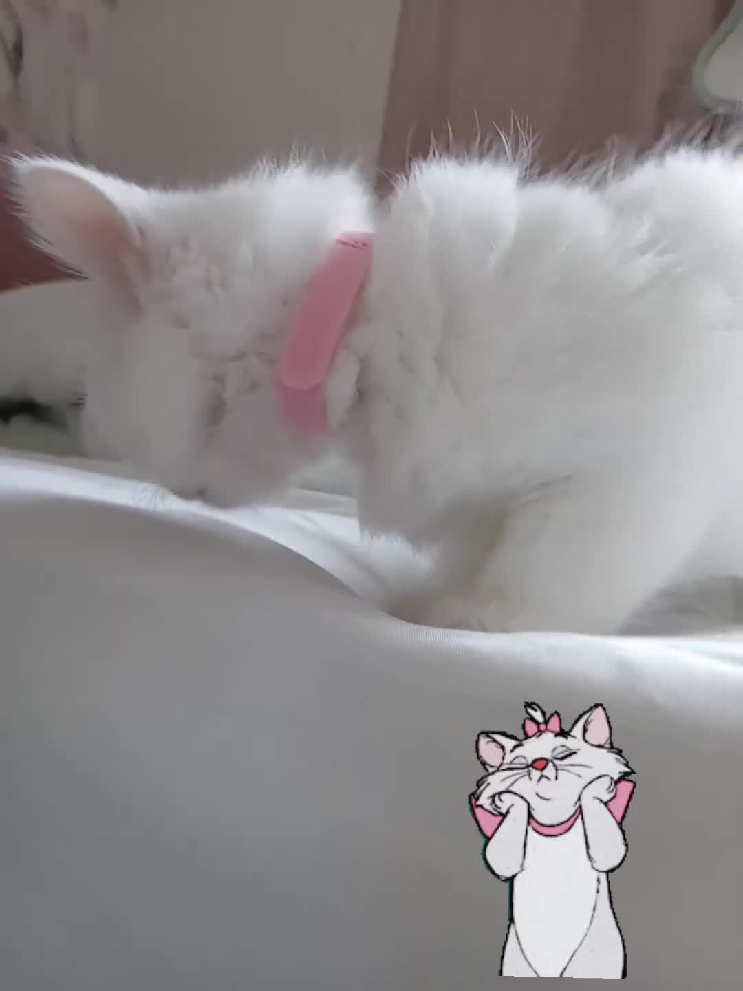 Turkish Angora cats for sale: Kitten female Angoradoll - Video 1
