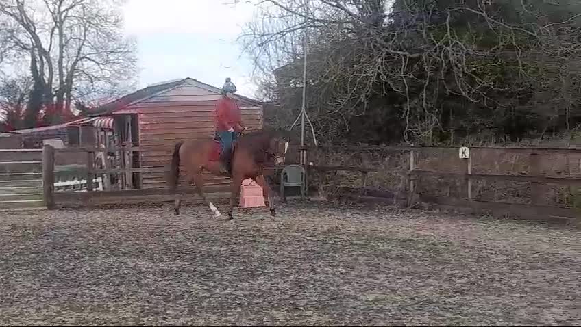 English Thoroughbred horses for sale: 9 year old TB Gelding Bay - Video 5