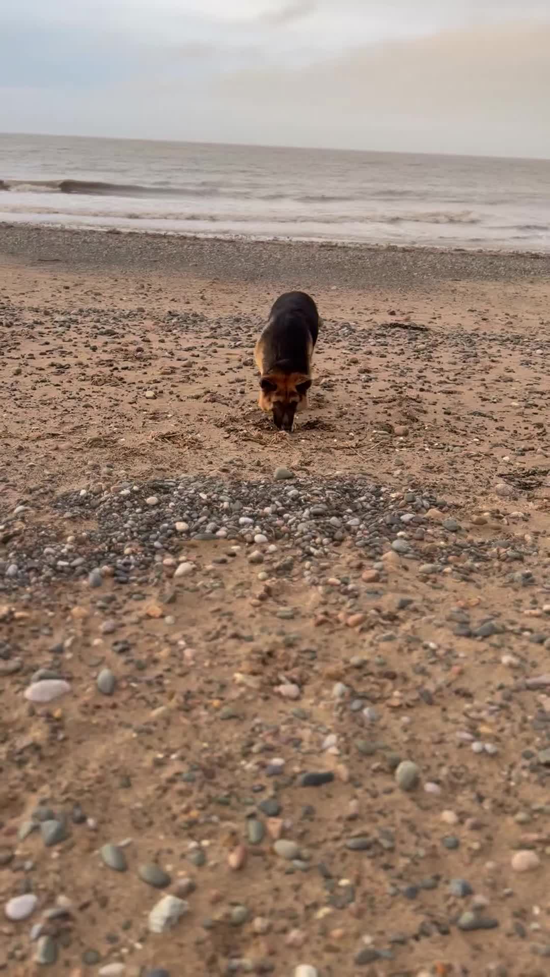 German Shepherd dogs for stud: German Shepherd Stud - Video 1