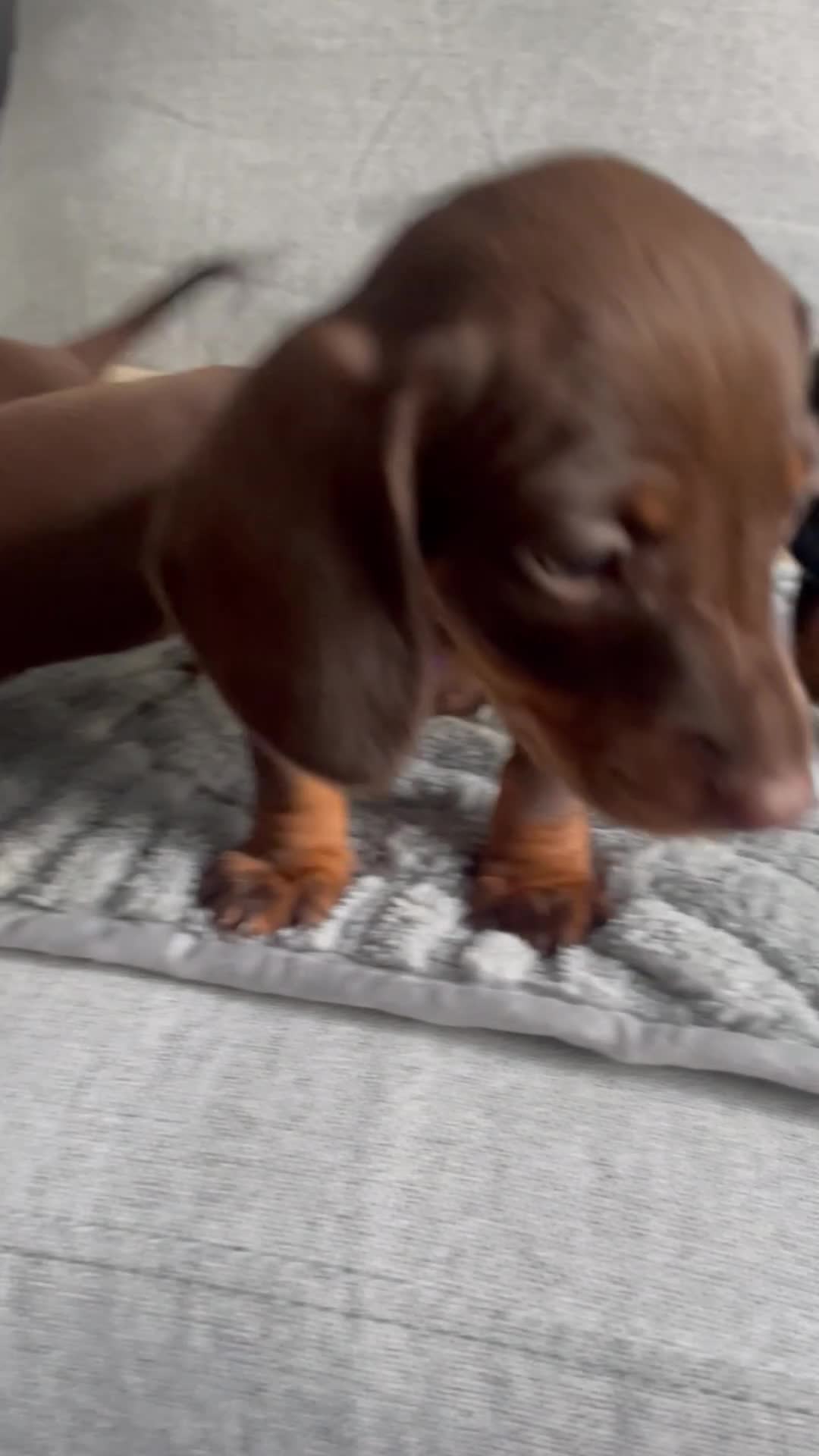 Dachshund dogs for sale: Mini Dachshunds puppies for sale  in Thornton Heath - Video 2