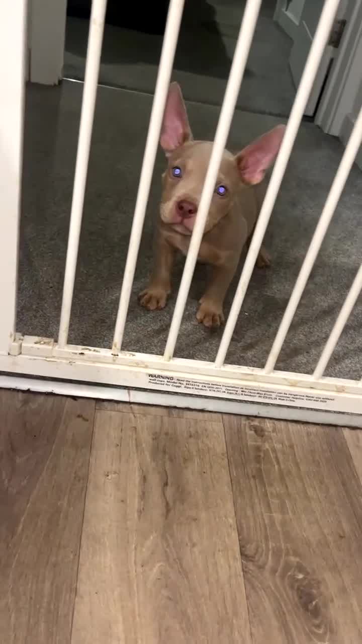 American Bully dogs for sale: 🦍🩸cowboy🤠- micro bully’s for sale  - Video 1