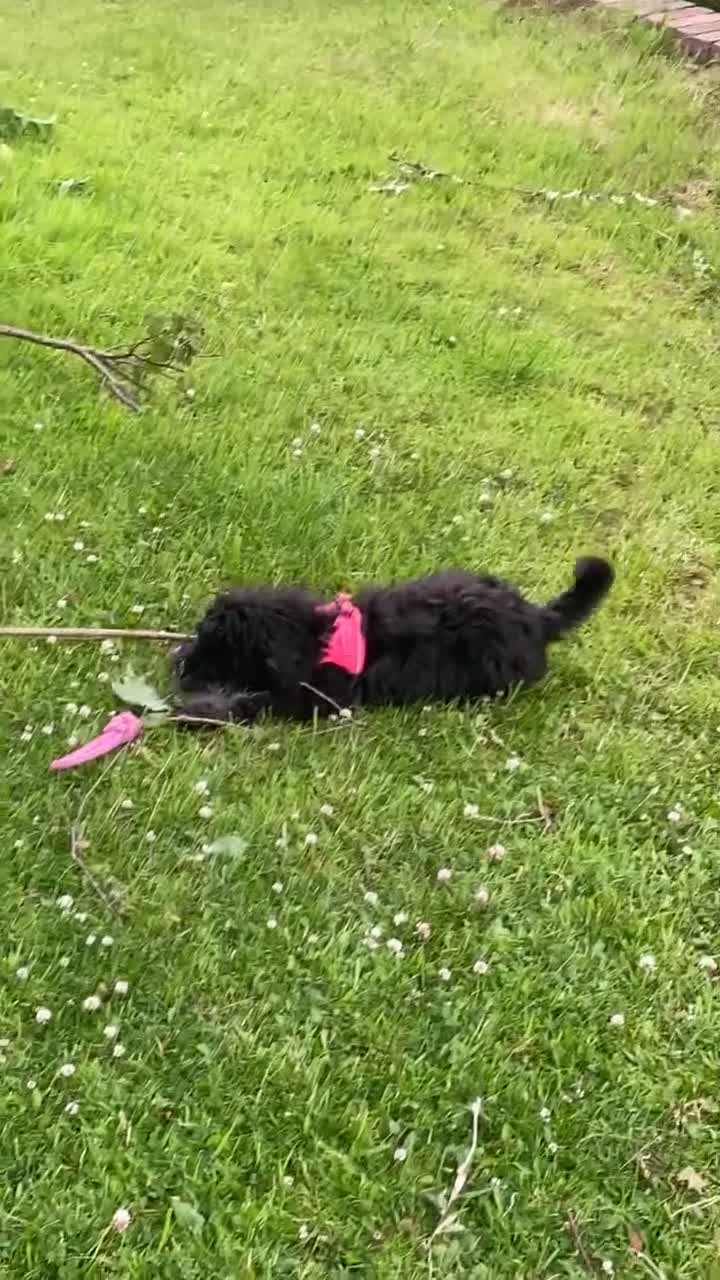 Miniature Poodle dogs for sale: Beautiful toy poodle  - Video 1