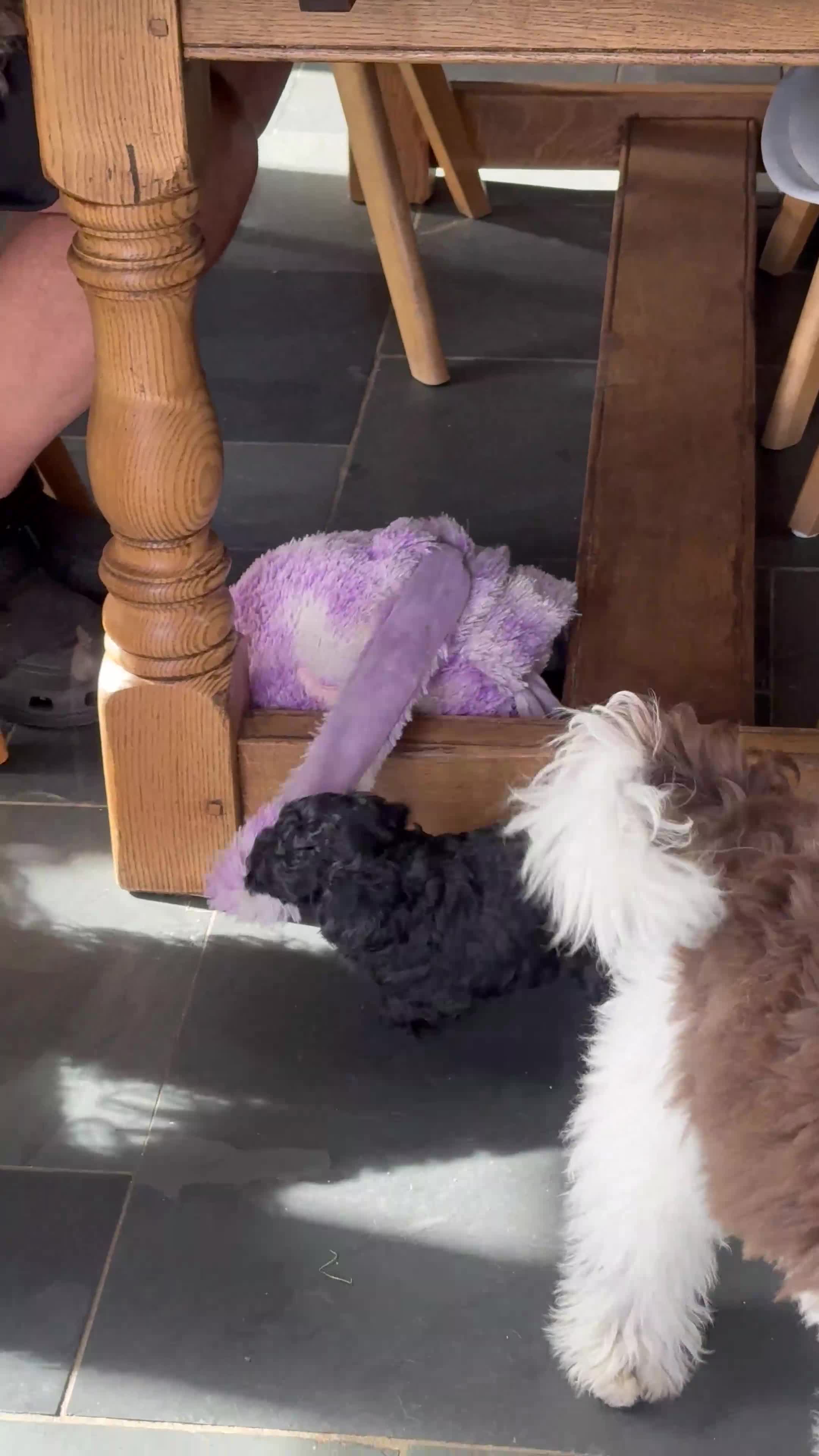 Miniature Poodle dogs for sale: Beautiful litter of Cheeky KC Reg. Mini Poodle's - Video 2