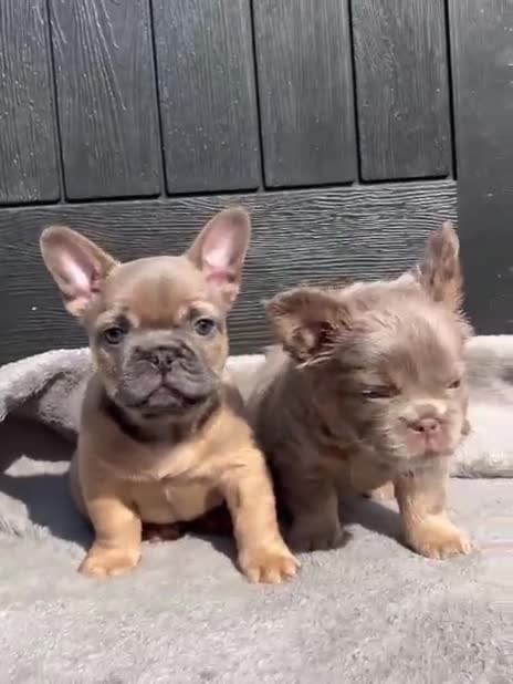 French Bulldog dogs for sale: Teddy bear floodle  - Video 1