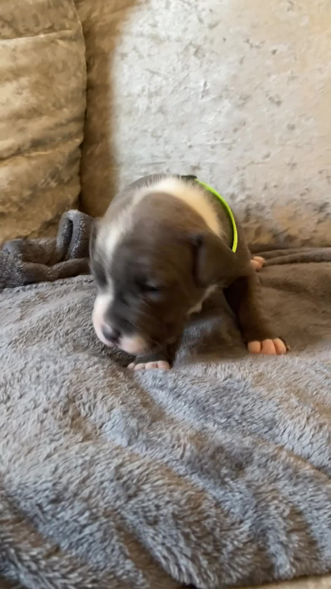 Staffordshire Bull Terrier dogs for sale: 7 beautiful blue Staffordshire bull terriers - Video 4