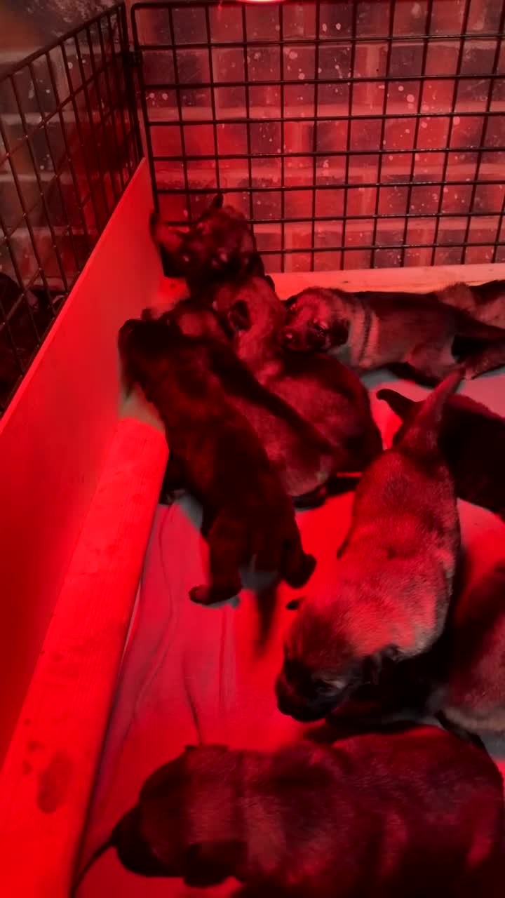 German Shepherd dogs for sale: German shepherd pups  - Video 1