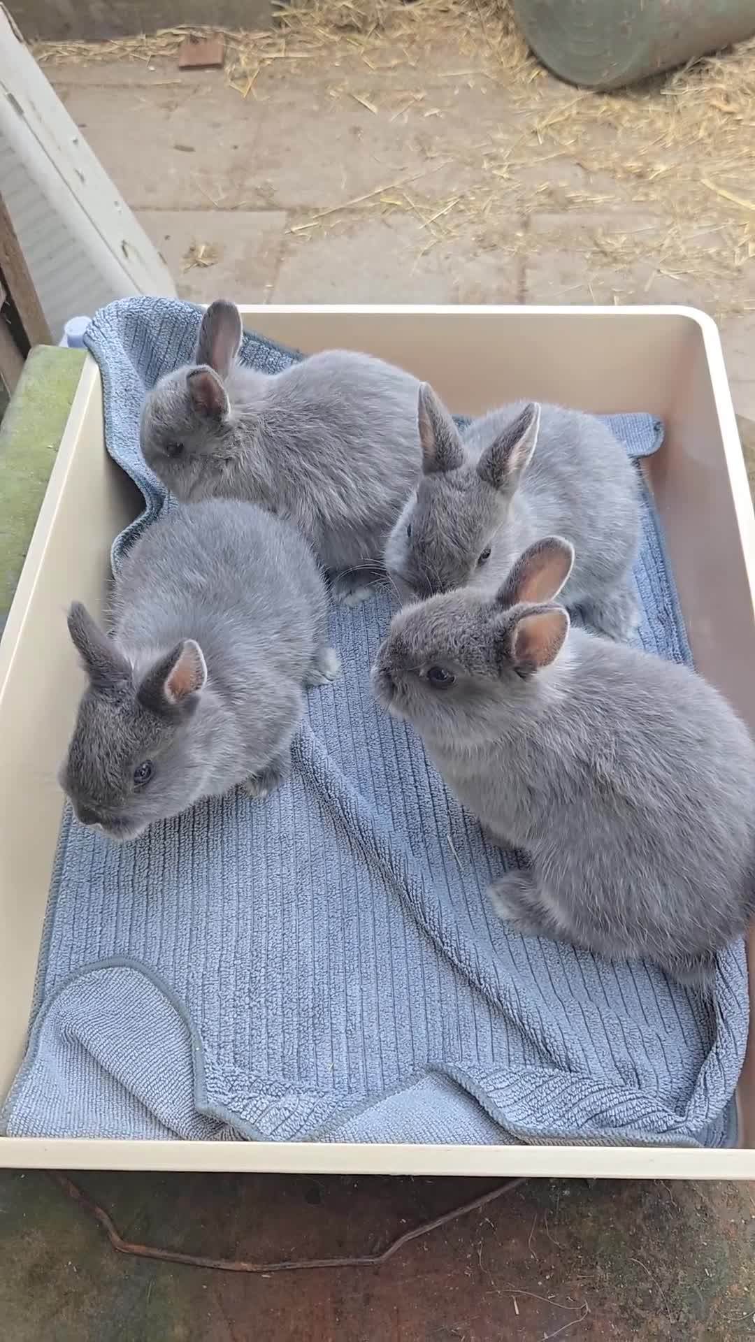 Netherland Dwarf rabbits for sale: Nertherland Smoke Pearl Babies - Video 1