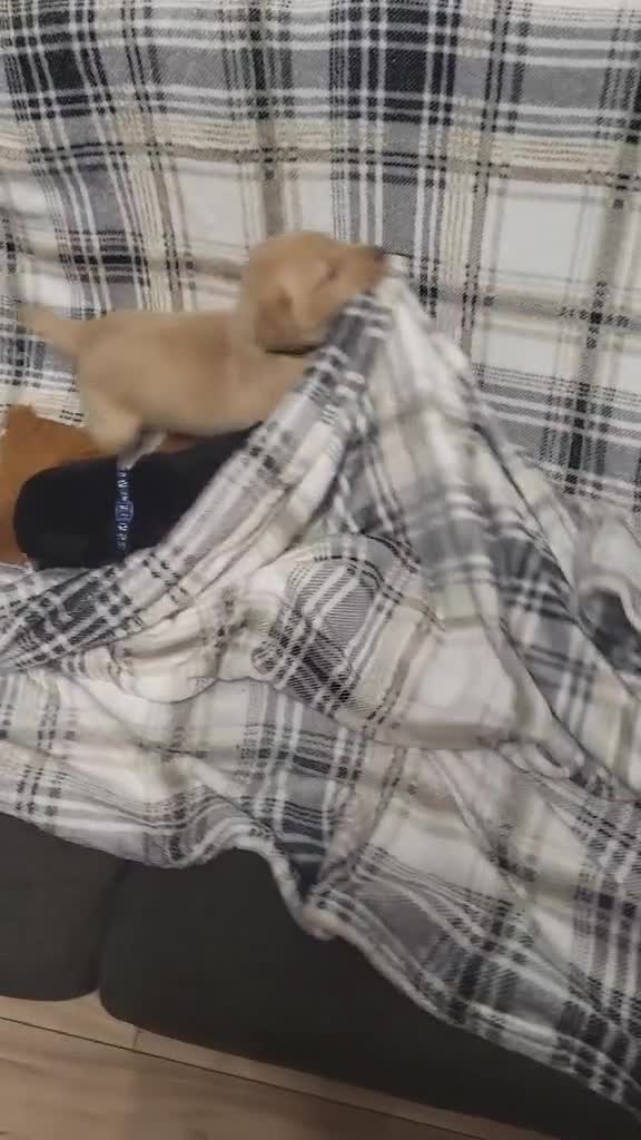 Labrador Retriever dogs for sale: KC registered labrador puppies - Video 4