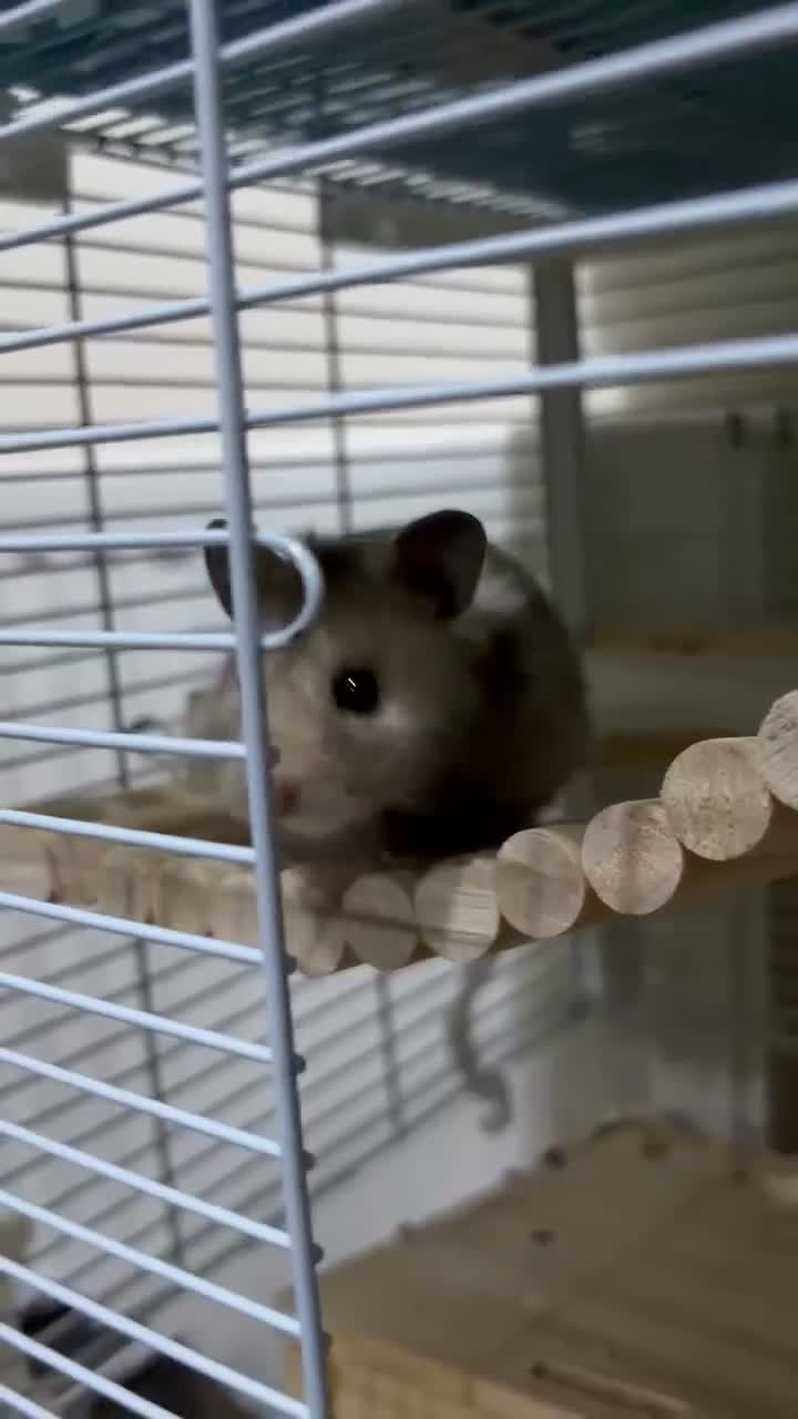 Hamster rodents for sale: Syrian Hamster For Sale in Dudley - Video 1