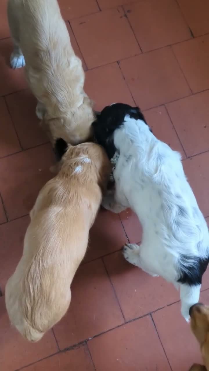 Sprocker dogs for sale: Sprocker Spaniels  - Video 2