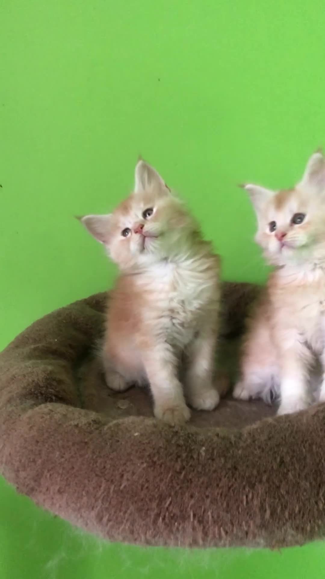 Maine Coon cats for sale: Fife registered, red silver Maine coon kittens  - Video 1
