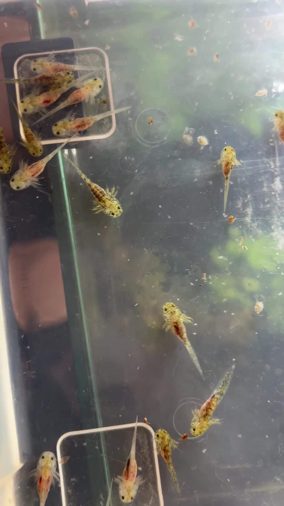 Axolotl reptiles for sale: Baby axolotl for sale - ready in 4 weeks  - Video 1