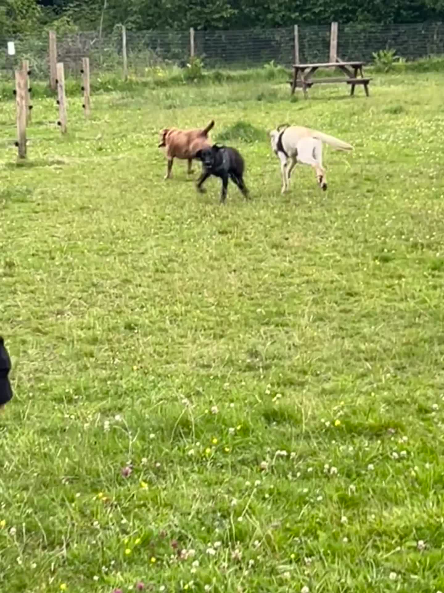 Labrador Retriever dogs for sale: 2 18month old Labrador pups for sale - Video 1