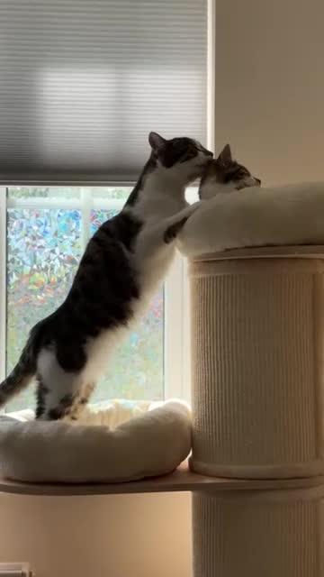 Domestic Shorthair cats for sale: Two Bonded Siblings for Sale - Video 2