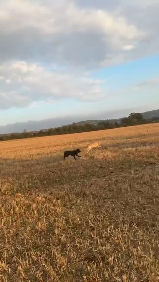 Mini Goldendoodle dogs for sale: Curly - Video 2