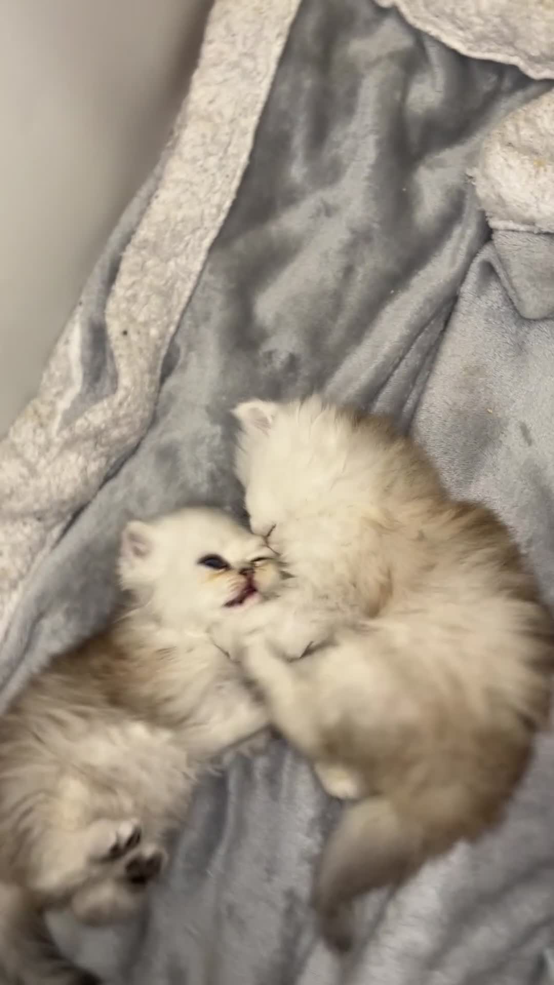 Persian cats for sale: Persian kittens - Video 5