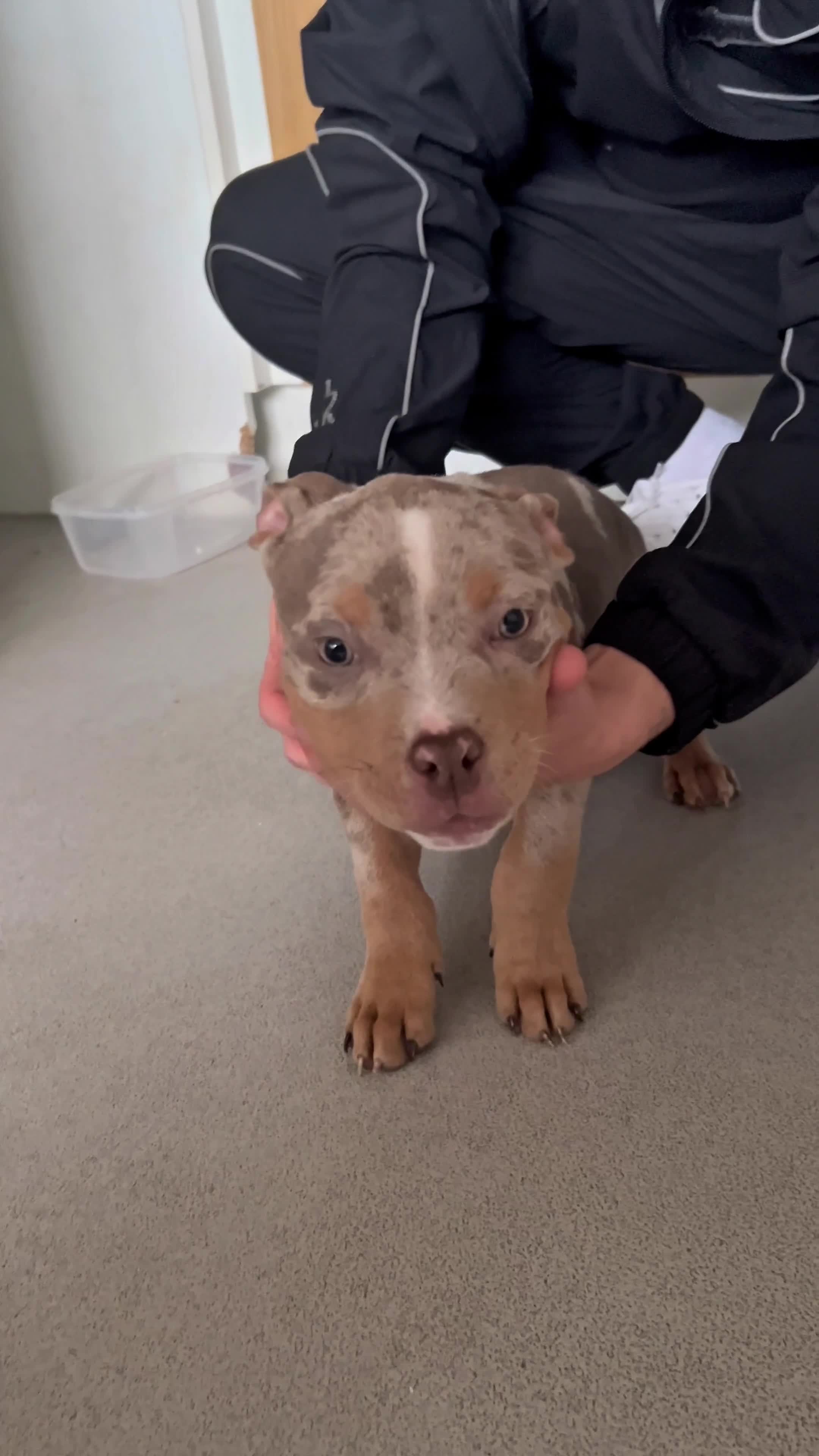 American Bully dogs for sale: Pocket Bullies - Video 3