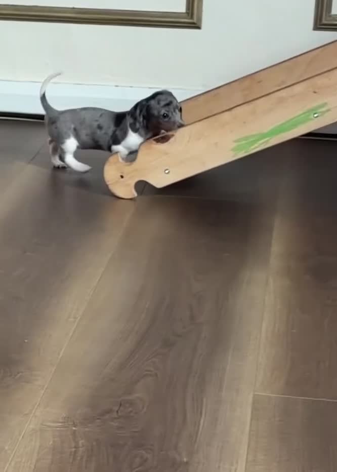 Miniature Dachshund dogs for sale: Beautiful miniature dachshund puppies  - Video 1
