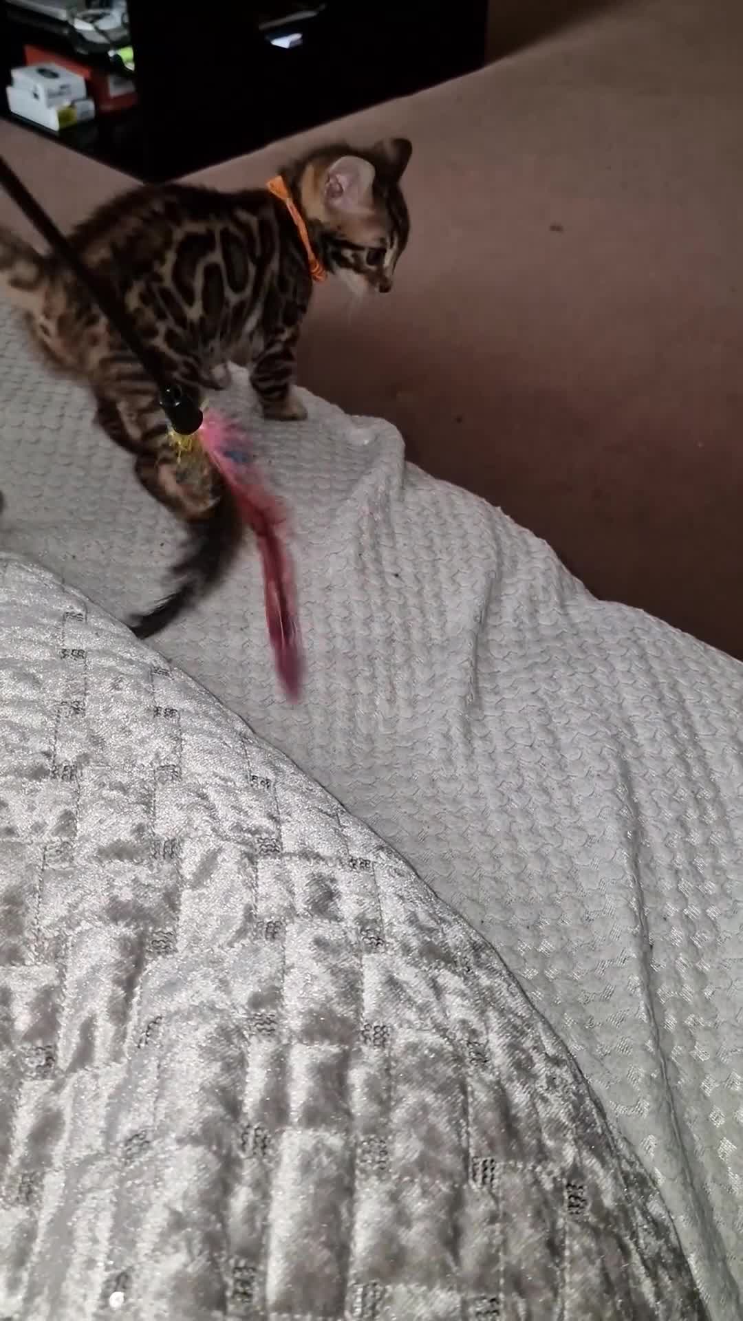 Bengal cats for sale: 3 Gorgeous Bengals kittens 😻😻❤️❤️❤️ - Video 3
